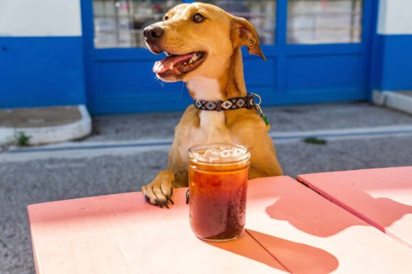 dog with drink